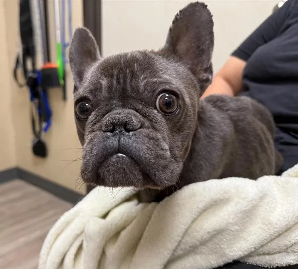 A senior small-sized male French Bulldog dog named Clover for adoption in Oceanside, CA