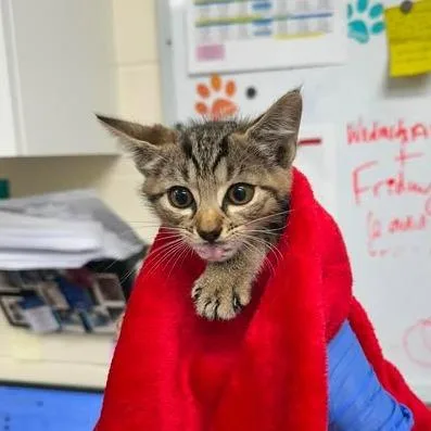 A baby small-sized female Brown / Chocolate Domestic Short Hair cat named Fawn for adoption in Bastrop, TX