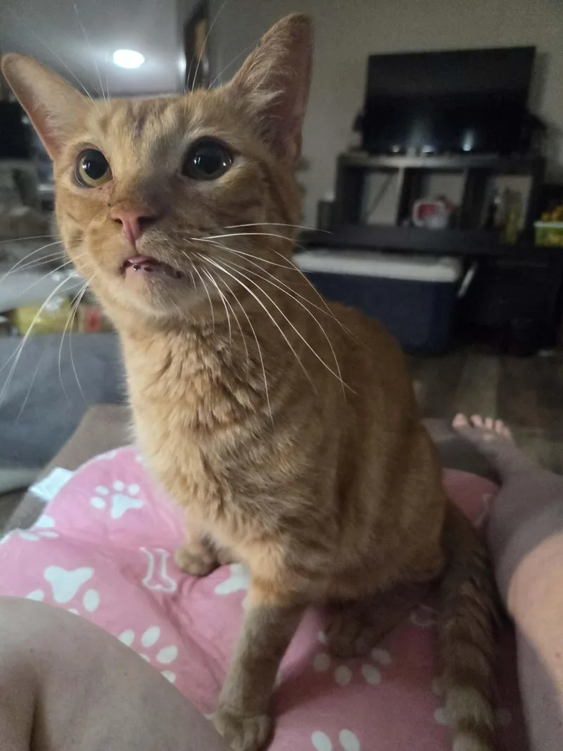 An adult medium-sized male Tabby cat named Ernie for adoption in MONTGOMERY, TX