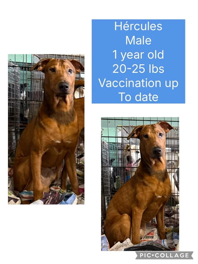 An adult medium-sized male Vizsla dog named Hercules for adoption in Virginia Beach, VA