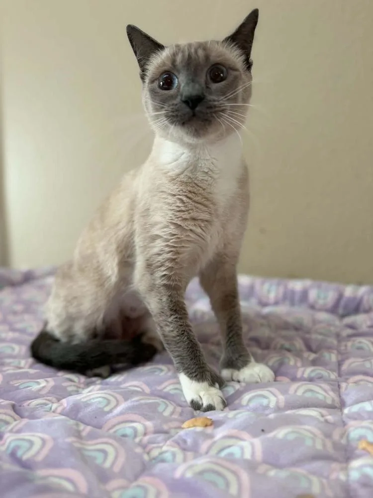 MaeMae