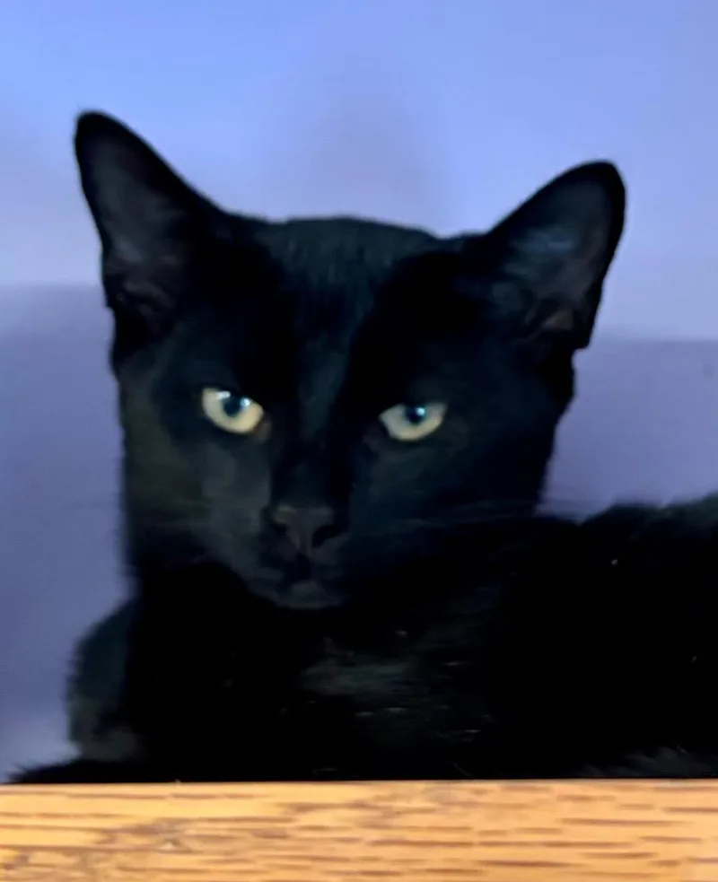 A baby medium-sized male Domestic Short Hair cat named M Panther for adoption in Westfield, NY