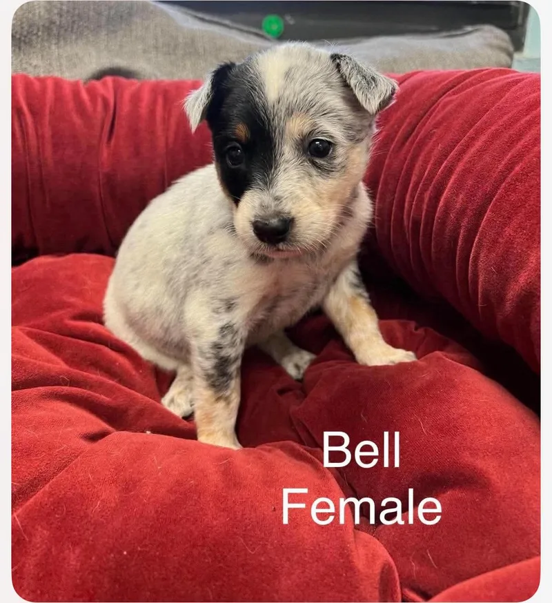 A baby medium-sized female Black Australian Cattle Dog / Blue Heeler dog named Bell cs for adoption in Columbia, MD