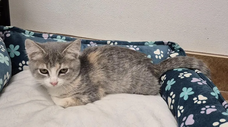 A baby small-sized female Domestic Short Hair cat named Reba for adoption in South Bend, IN