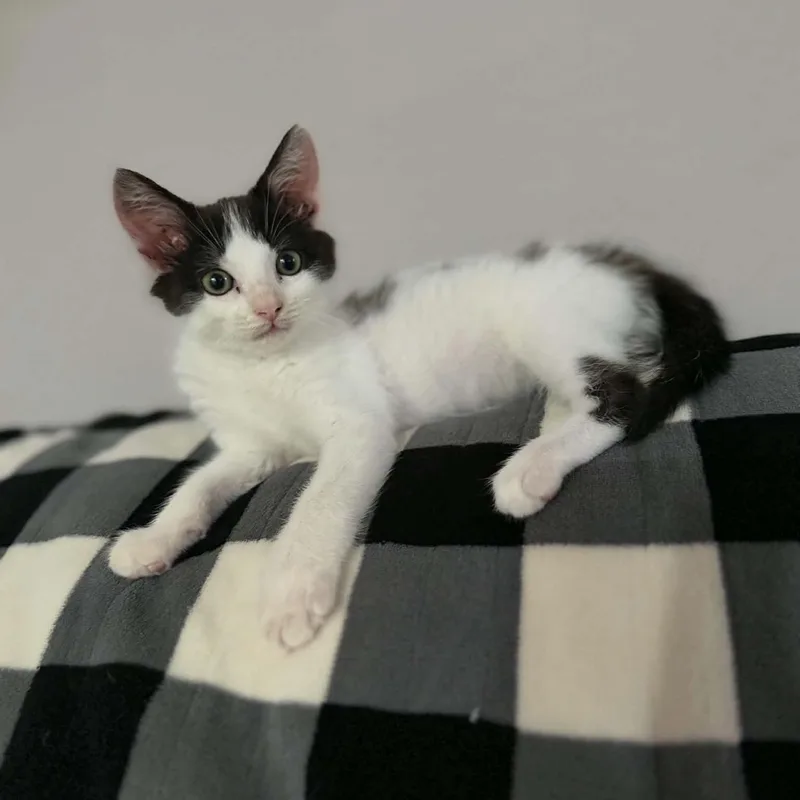 A baby small-sized male Black Domestic Short Hair cat named Mouse for adoption in Dysart, IA