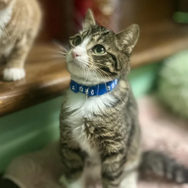 A young small-sized male Brown / Chocolate Domestic Short Hair cat named Tarzan for adoption in Philadelphia, PA