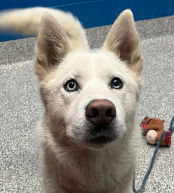 An adult large-sized female Siberian Husky dog named Stella for adoption in Golden, CO