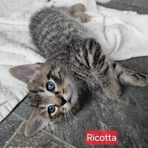 A baby small-sized male White Domestic Short Hair cat named Ricotta for adoption in Canal Winchester, OH