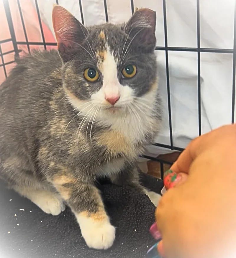 A baby small-sized female Calico cat named Chai T  a for adoption in The Dalles, OR