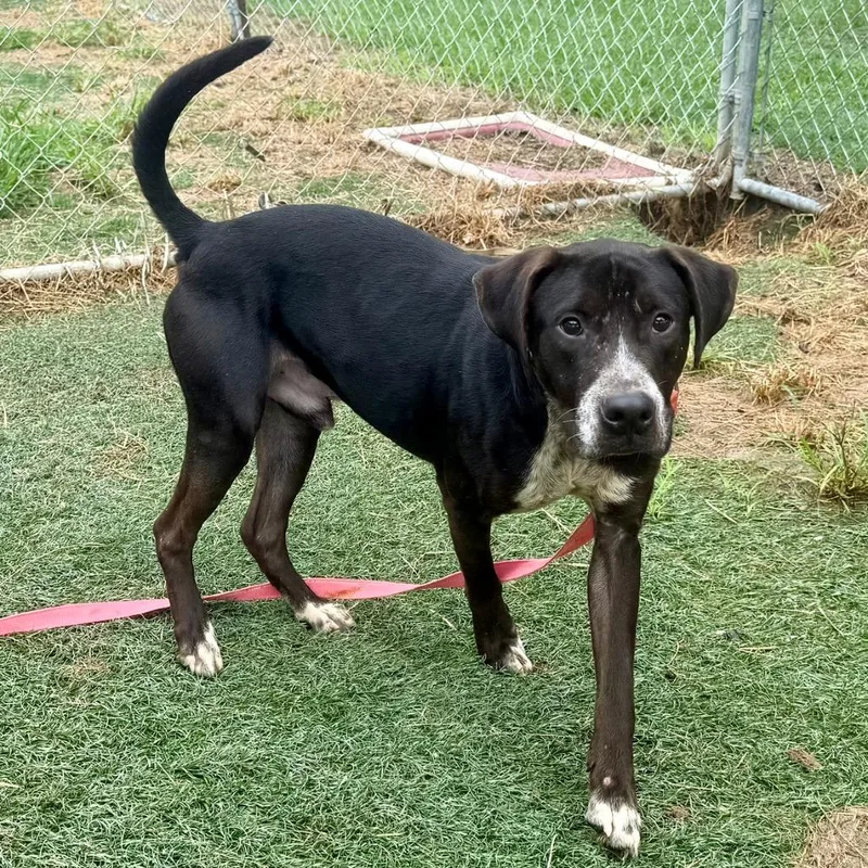 A young medium-sized male Black Mixed Breed dog named Pickler for adoption in Bennettsville, SC