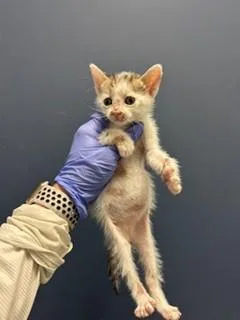 A baby small-sized female Domestic Short Hair cat named Kit Kat for adoption in Miami, FL