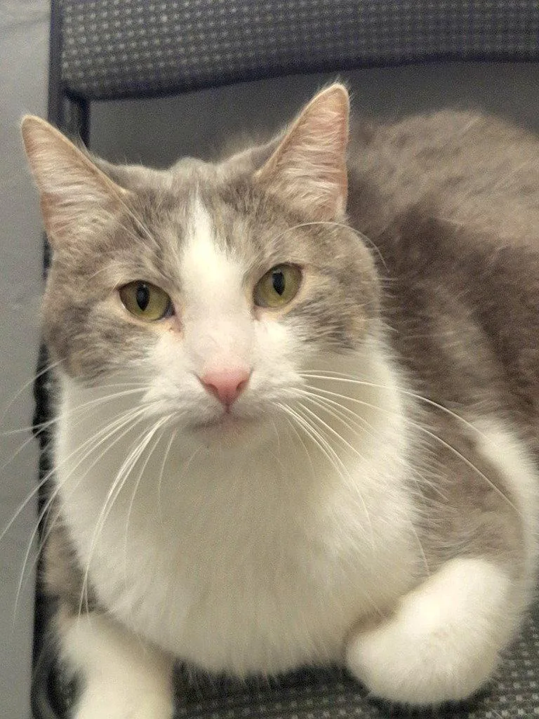 A senior large-sized male Domestic Short Hair cat named Spencer for adoption in Ellijay, GA