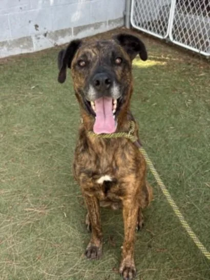 An adult large-sized male Mixed Breed dog named Sriracha for adoption in Los Angeles, CA