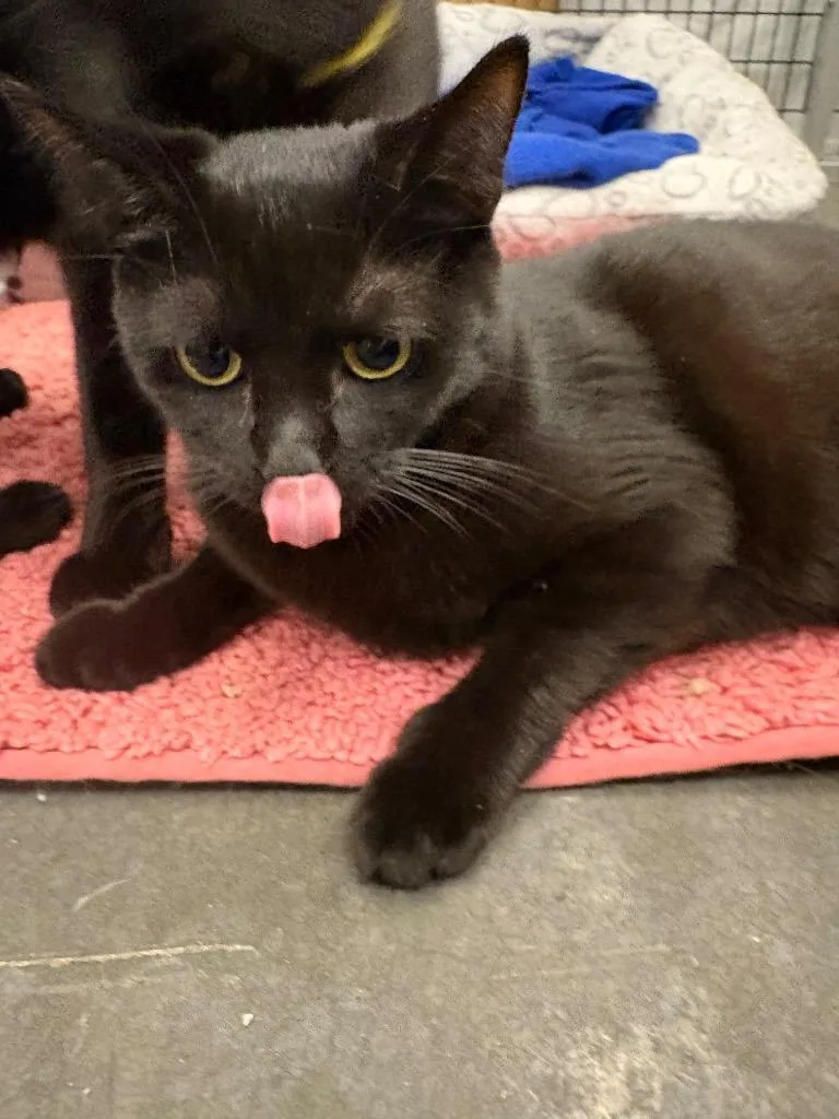 A baby medium-sized female Domestic Short Hair cat named Ada for adoption in Raleigh, NC