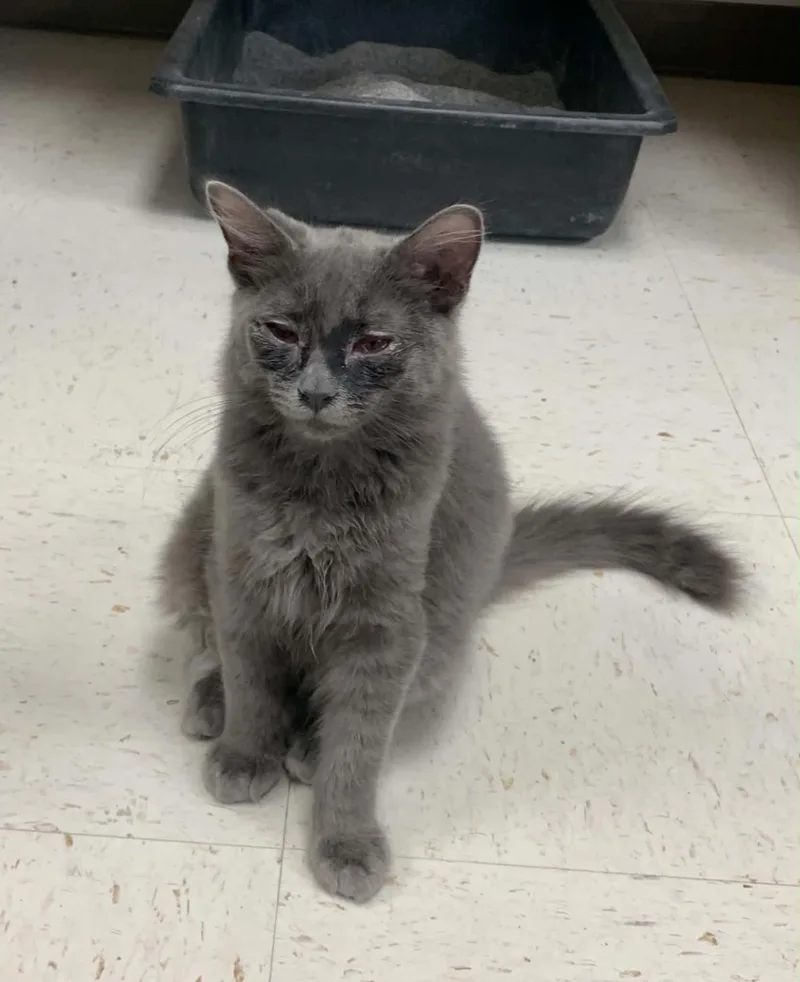 A young medium-sized male Gray / Blue / Silver Domestic Medium Hair cat named Wolfgang for adoption in Hollister, CA