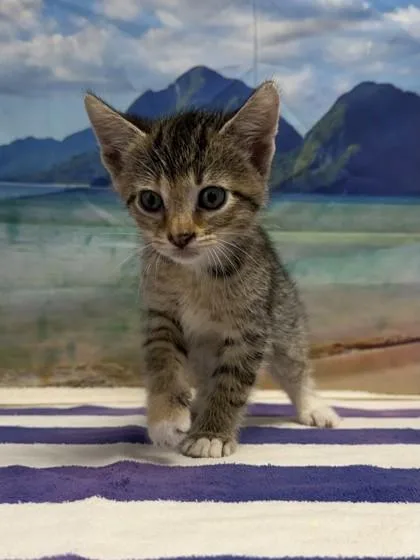 A baby small-sized female Domestic Short Hair cat named Bullseye for adoption in San Antonio, TX