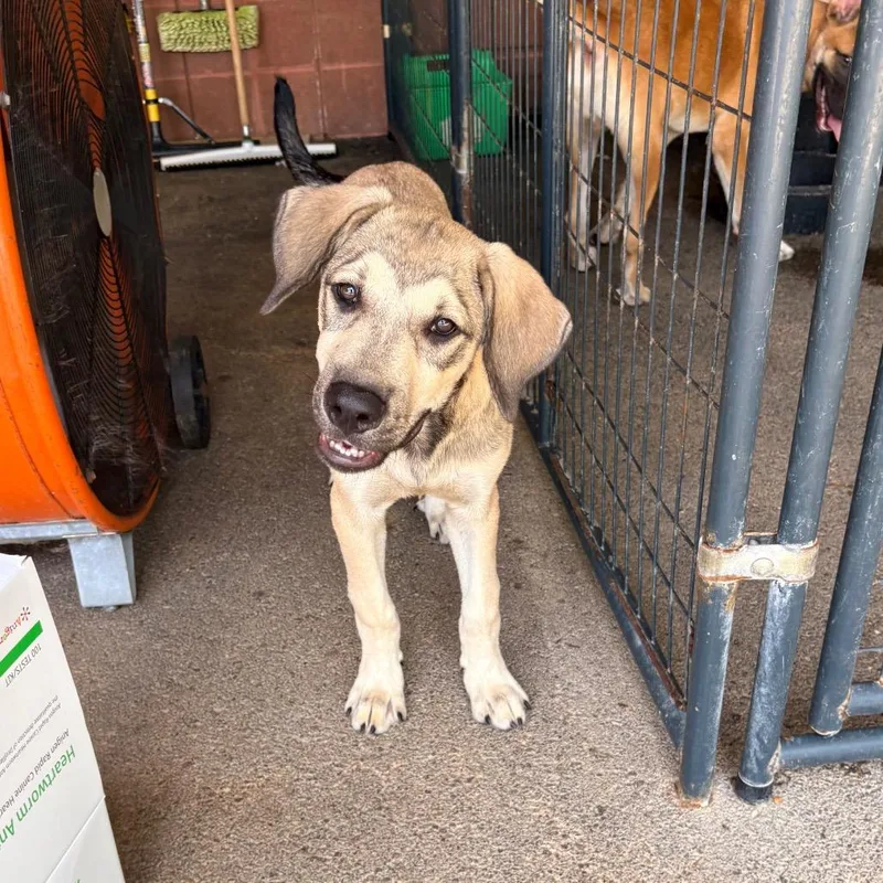 A baby medium-sized male Yellow / Tan / Blond / Fawn Mixed Breed dog named Art for adoption in Saint Louis, MO