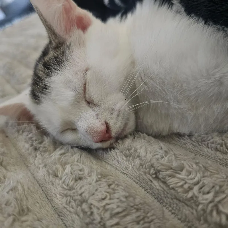 A baby small-sized male White Domestic Short Hair cat named Appa for adoption in Carmel, IN