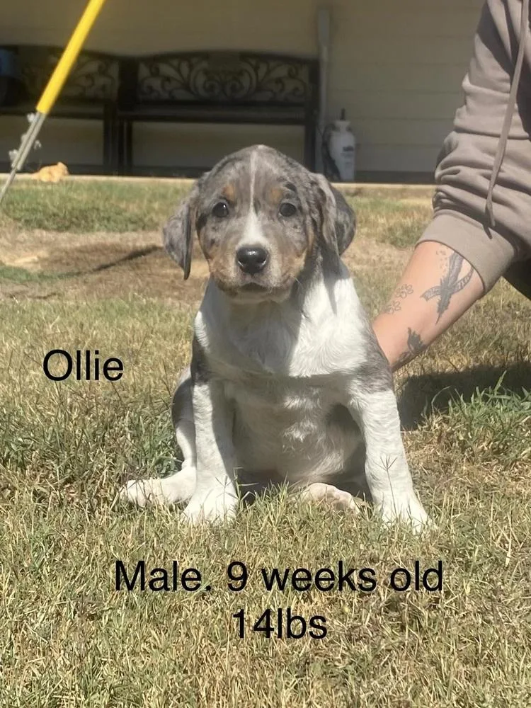 A baby medium-sized male Boxer dog named Ollie for adoption in Norfolk, MA