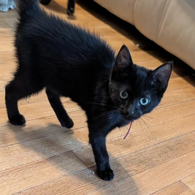 A baby small-sized male Domestic Short Hair cat named Ram for adoption in Portage, MI