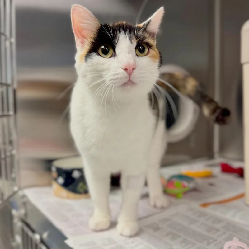 An adult medium-sized female Calico Domestic Short Hair cat named Ivy for adoption in Hendersonville, NC