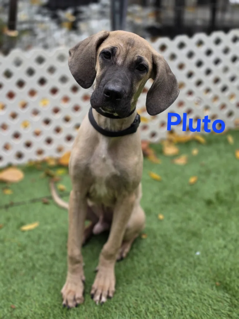 A baby large-sized male Boxer dog named Pluto for adoption in Blairstown, NJ