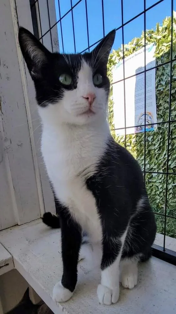 An adult medium-sized male Black & White / Tuxedo Domestic Short Hair cat named Luke for adoption in Hartwell, GA