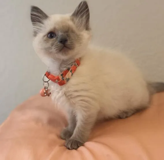 A baby small-sized female Domestic Short Hair cat named Beans for adoption in Colorado Springs, CO