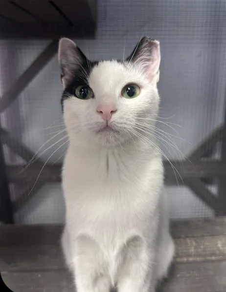 A young small-sized female Black & White / Tuxedo Domestic Short Hair cat named Lucy Freeport for adoption in Westbury, NY