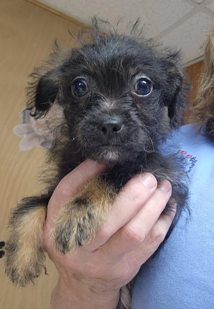 A baby small-sized female Chihuahua dog named Echo for adoption in Walnutport, PA