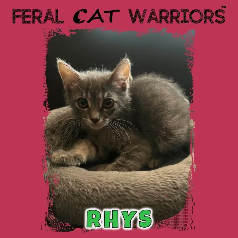 A baby small-sized female Gray / Blue / Silver Domestic Short Hair cat named Rhys for adoption in Kingman, AZ