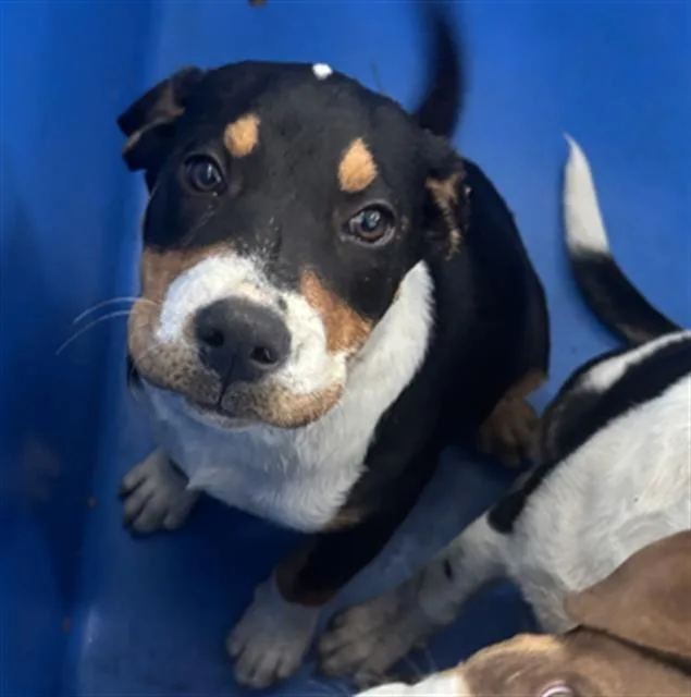 A young large-sized male Mixed Breed dog named Nimbus for adoption in Dallas, TX