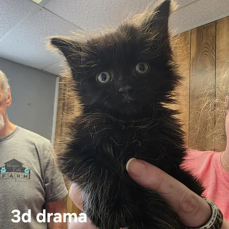 D Drama