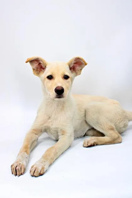 A baby large-sized female German Shepherd Dog dog named Lulu for adoption in Morton Grove, IL