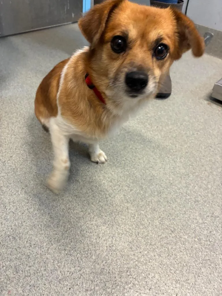 An adult small-sized male Hound dog named Richard the Gentlemen Dog for adoption in Bloomington, IN