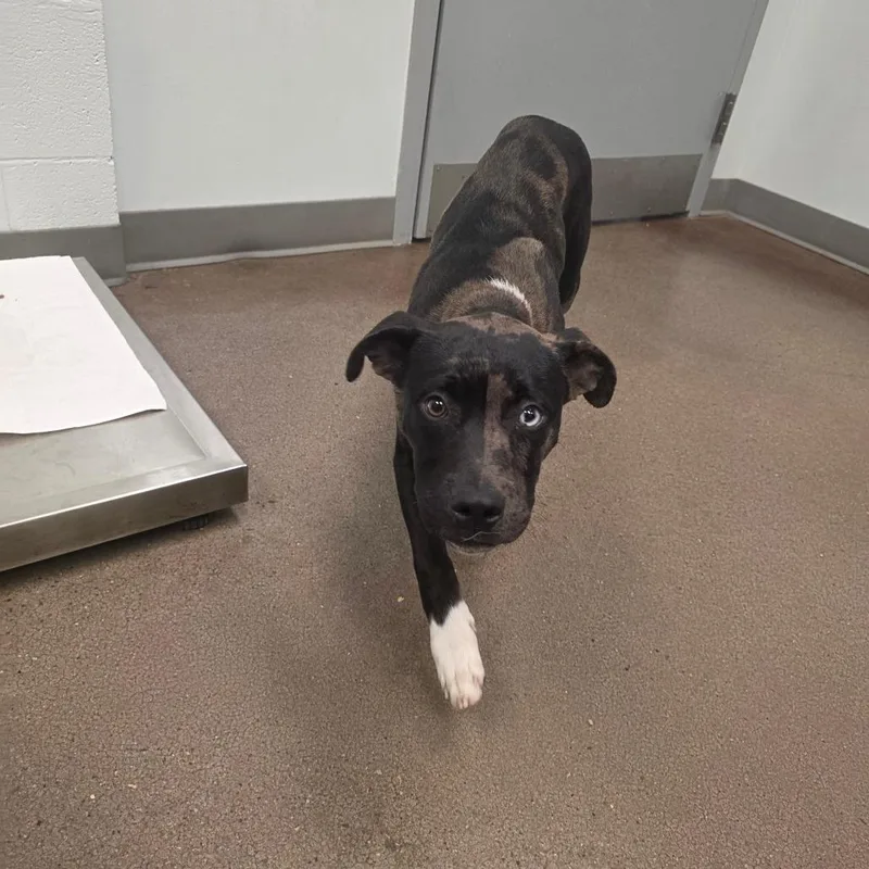 A baby small-sized male Brown / Chocolate Labrador Retriever dog named Split for adoption in Chattanooga, TN