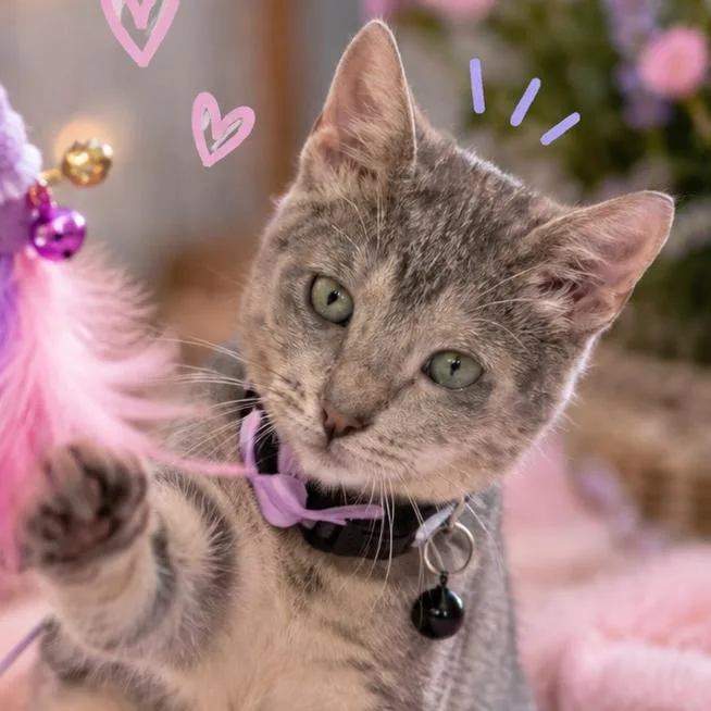 A baby small-sized female Gray / Blue / Silver Domestic Short Hair cat named Lily for adoption in League City, TX