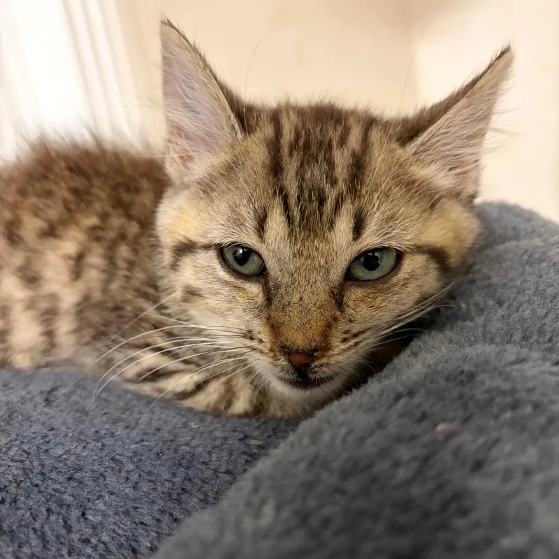A baby medium-sized male Brown / Chocolate Domestic Short Hair cat named Jareau for adoption in Brownsboro, AL