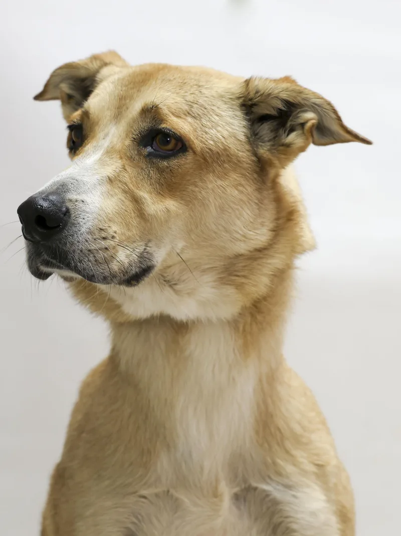 A young medium-sized male Yellow / Tan / Blond / Fawn Border Collie dog named Les for adoption in Casa Grande, AZ