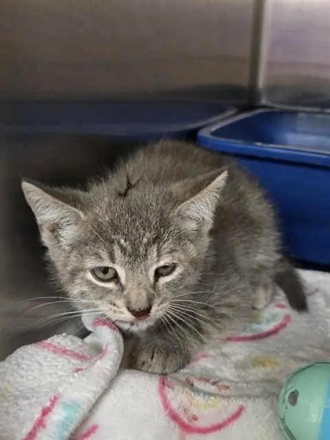 A baby small-sized female Domestic Short Hair cat named She Wolf for adoption in Easton, MD