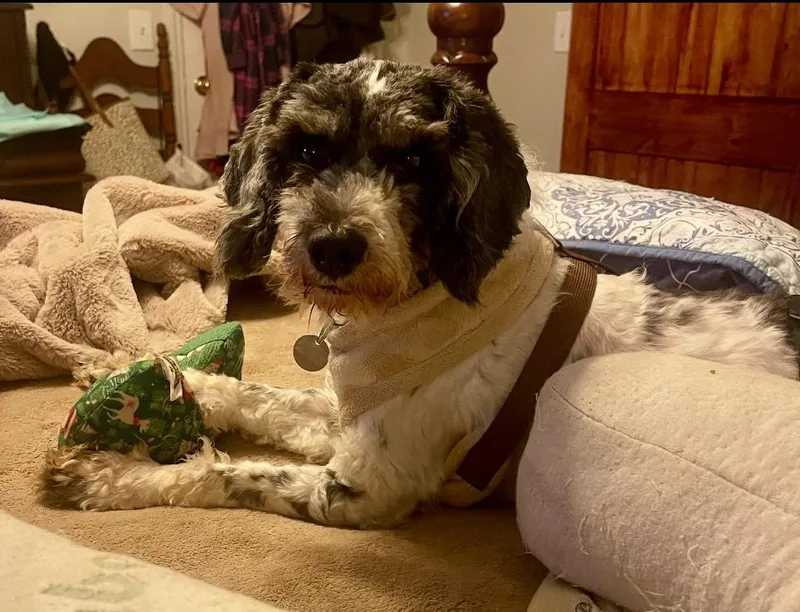 An adult small-sized male White / Cream Miniature Poodle dog named Bailee for adoption in Irmo, SC