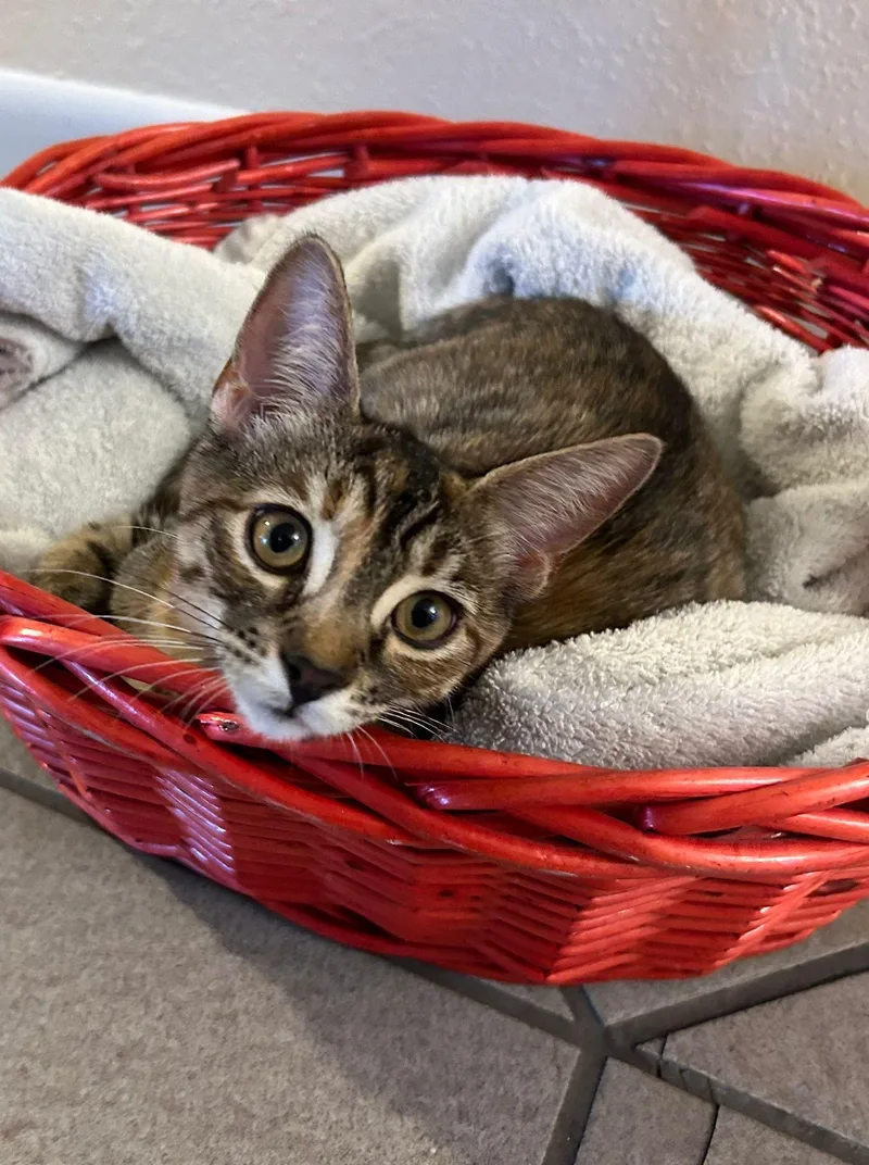 Pecan Pie thumbnail 2