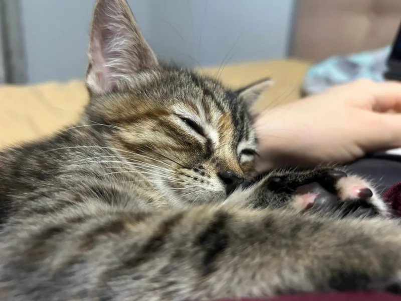 Pecan Pie thumbnail 3