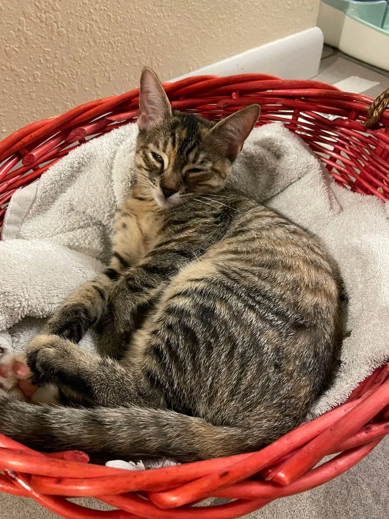 Pecan Pie thumbnail 4