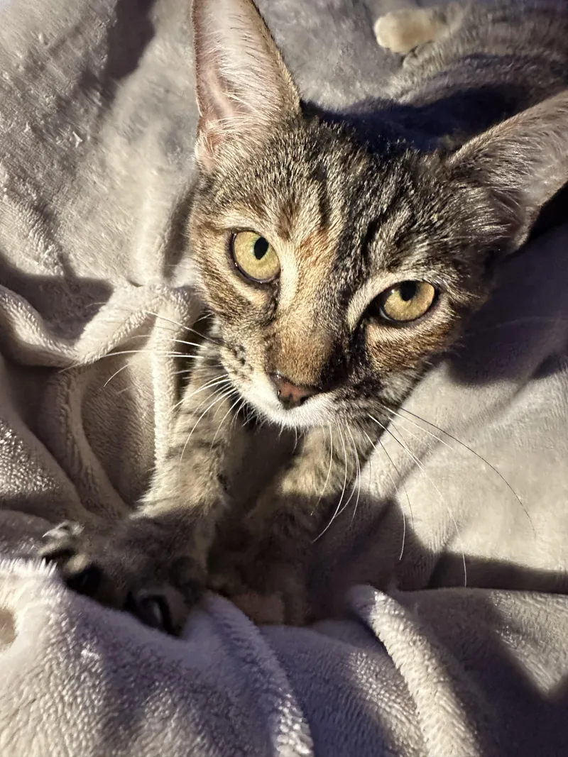 Pecan Pie thumbnail 5