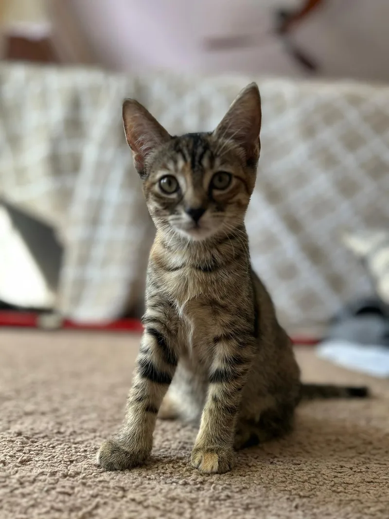 Pecan Pie thumbnail 6