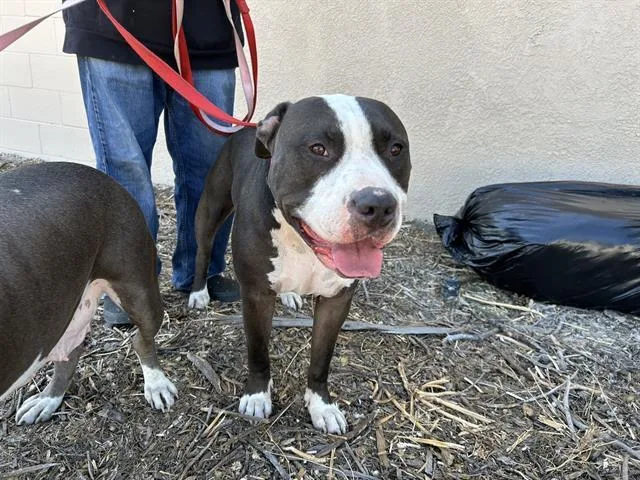 An adult large-sized male Pit Bull Terrier dog named Midnight for adoption in San Jose, CA
