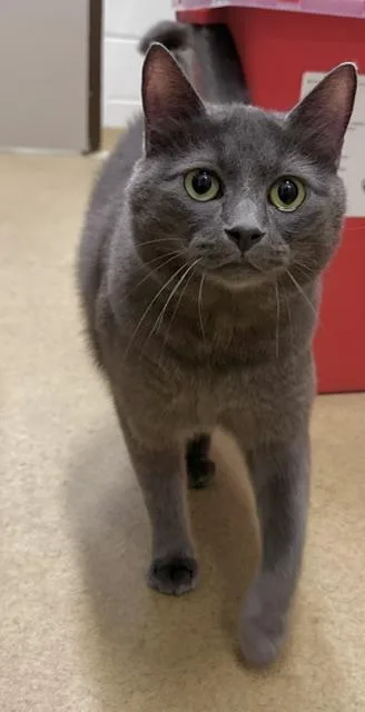 An adult medium-sized male Domestic Short Hair cat named Dilly for adoption in Derwood, MD