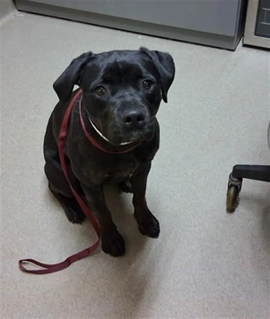 A young medium-sized female Labrador Retriever dog named Mable for adoption in Colorado Springs, CO
