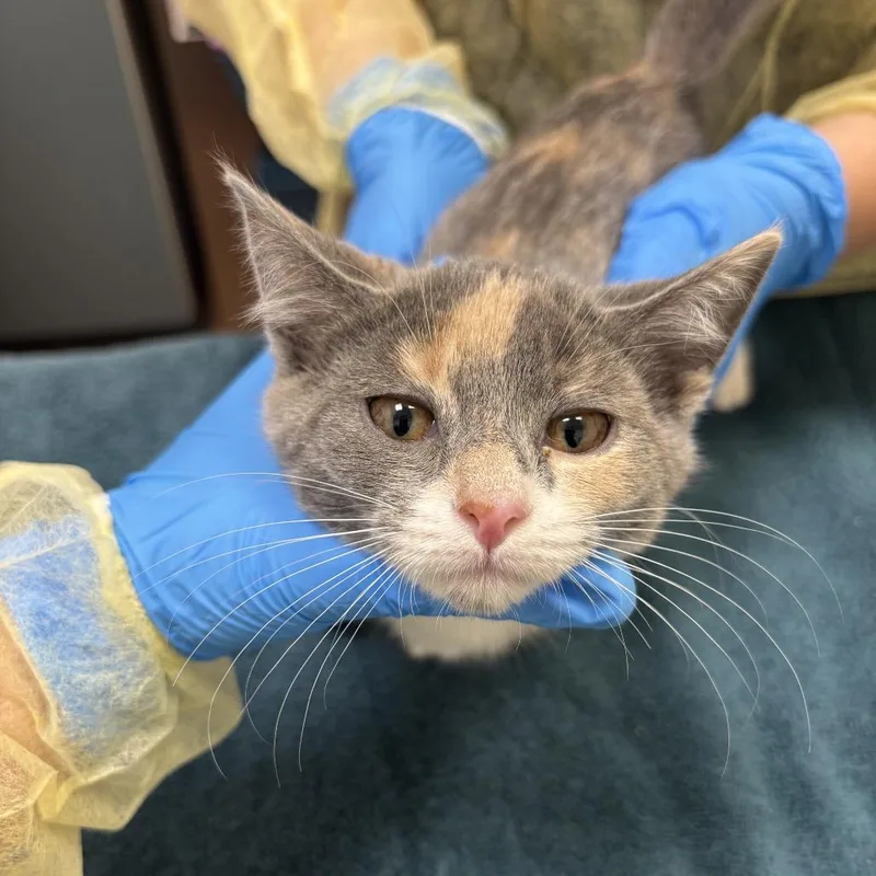 A baby small-sized female Calico Domestic Short Hair cat named Warbler for adoption in Evanston, IL